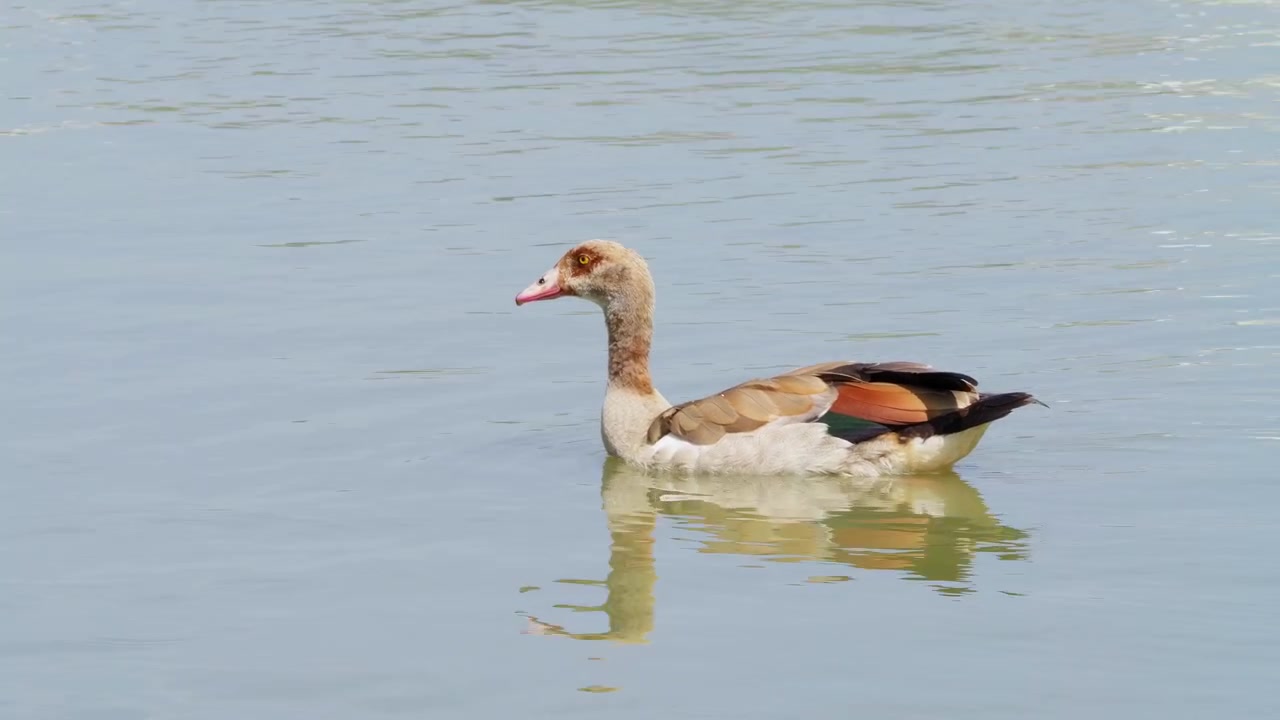 Un'oca solitaria scivola placidamente sull'acqua immobile. Lievi increspature seguono il suo dolce movimento. Verdi e blu tenui si riflettono sulla superficie tranquilla. La sua testa si gira leggermente, attenta ma pacifica.