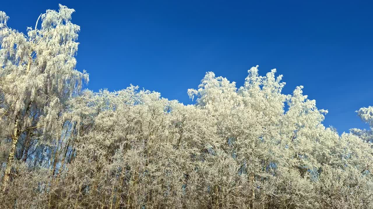 Vista panoramica dal basso angolo dei rami di betulla coperti di galaverna bianca e neve contro il cielo azzurro durante una fredda e soleggiata giornata invernale in una foresta ghiacciata