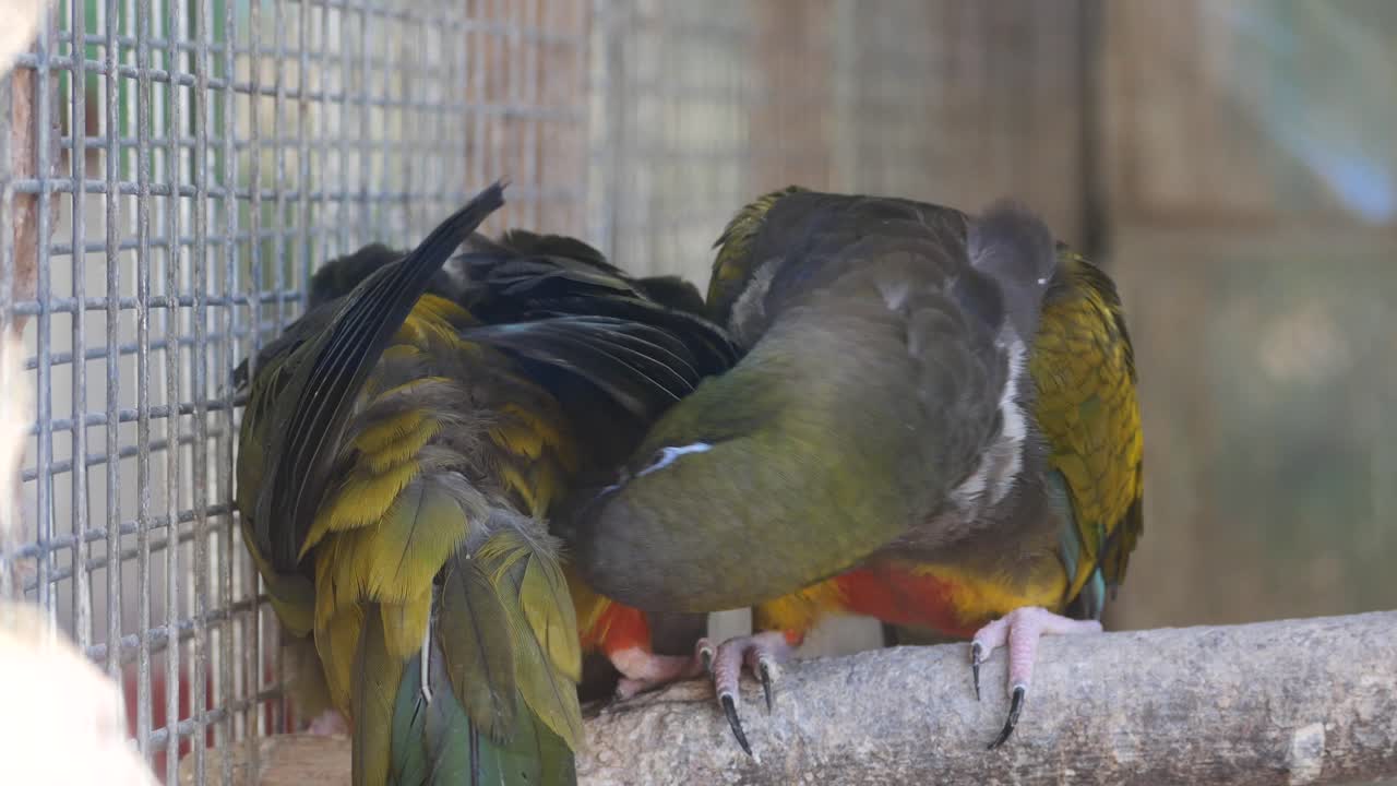 Two South American parrots in captivity