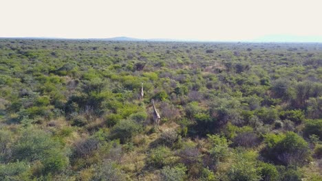 vista aérea de dos jirafas corriendo a través de matorrales en botswana