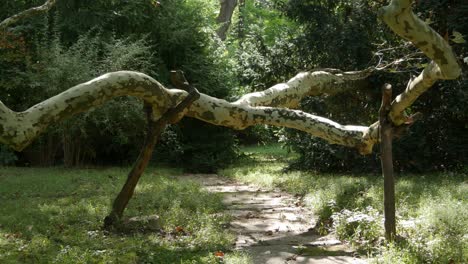 propped up crooked big sycamore branch