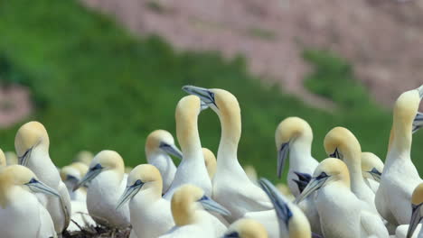 Northern-gannet-face-close-up-in-4k-60fps-slow-motion-taken-at-ile-Bonaventure-in-Percé,-Québec,-Gaspésie,-Canada