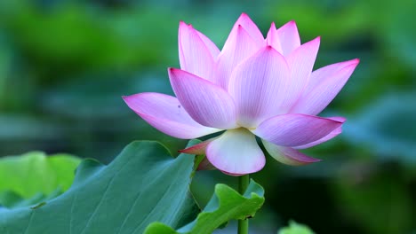 beautiful pink lotus flower with green leaves in pond