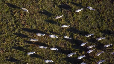 Vista-Aerea-De-La-Ganaderia,-Nelore,-Drone,-Ojo-De-Pajaro