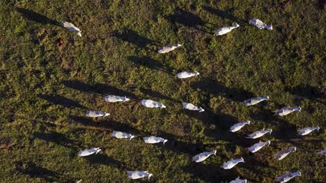 vista aérea de la ganadería, nelore, drone, ojo de pájaro