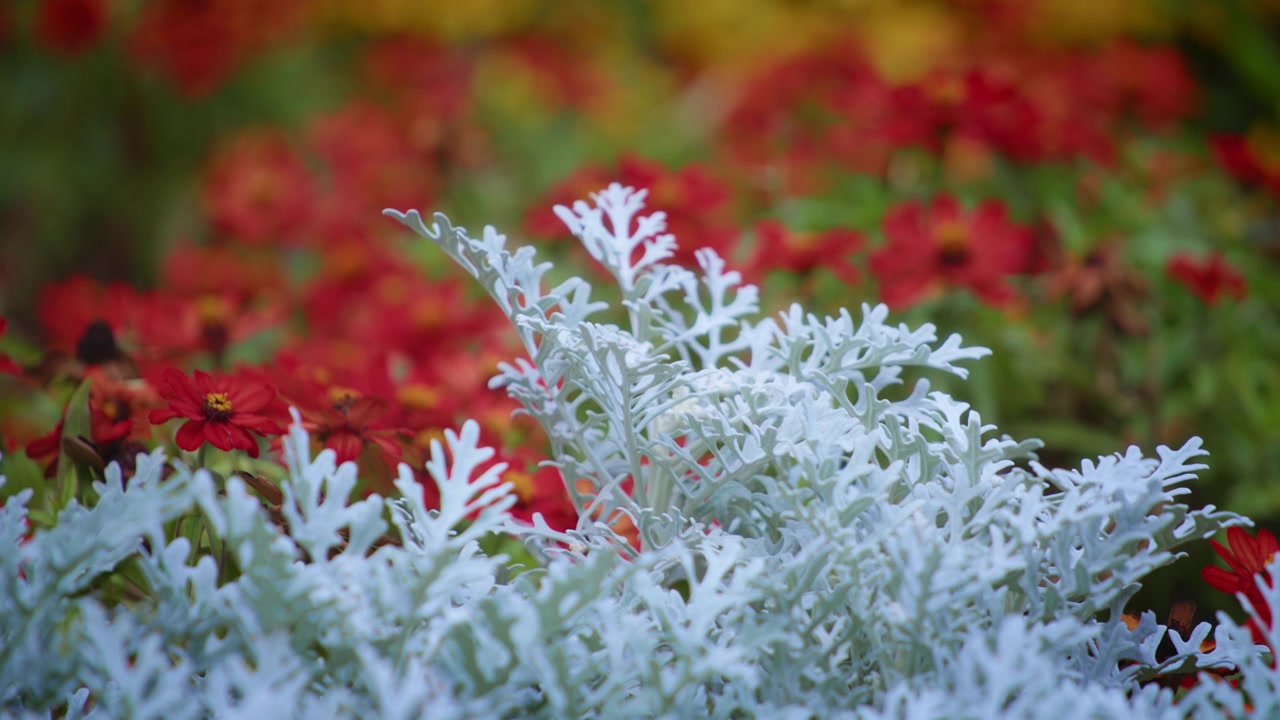 Cineraria maritima and red flowers