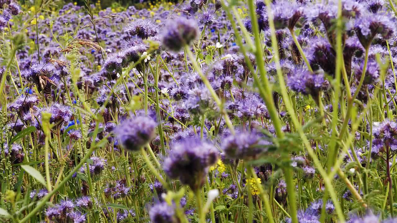 flor de lavanda en el campo