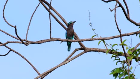 el rodillo indio es común en tailandia, se ve fácilmente cuando se viaja a la provincia y a los parques nacionales