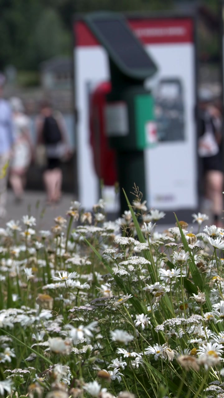 Margherite bianche in fiore in un parco con pedoni sfocati sullo sfondo