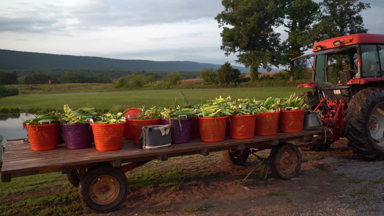 따뜻한 아침 햇살 속에서 옥수수를 실은 평상형 트랙터