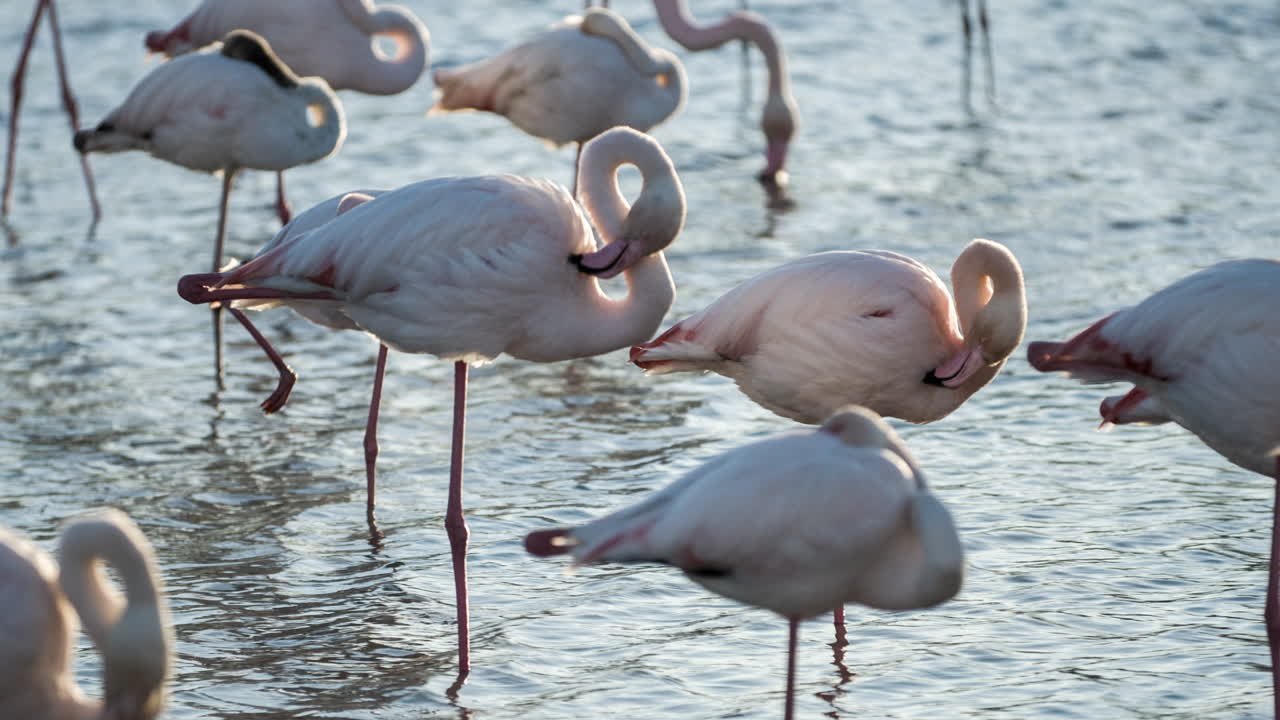 フラミンゴキネ 4k 11