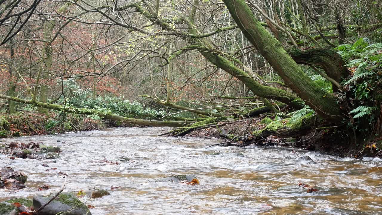 viejo río rústico de la mina de cobre que corre a través del desierto del bosque del bosque
