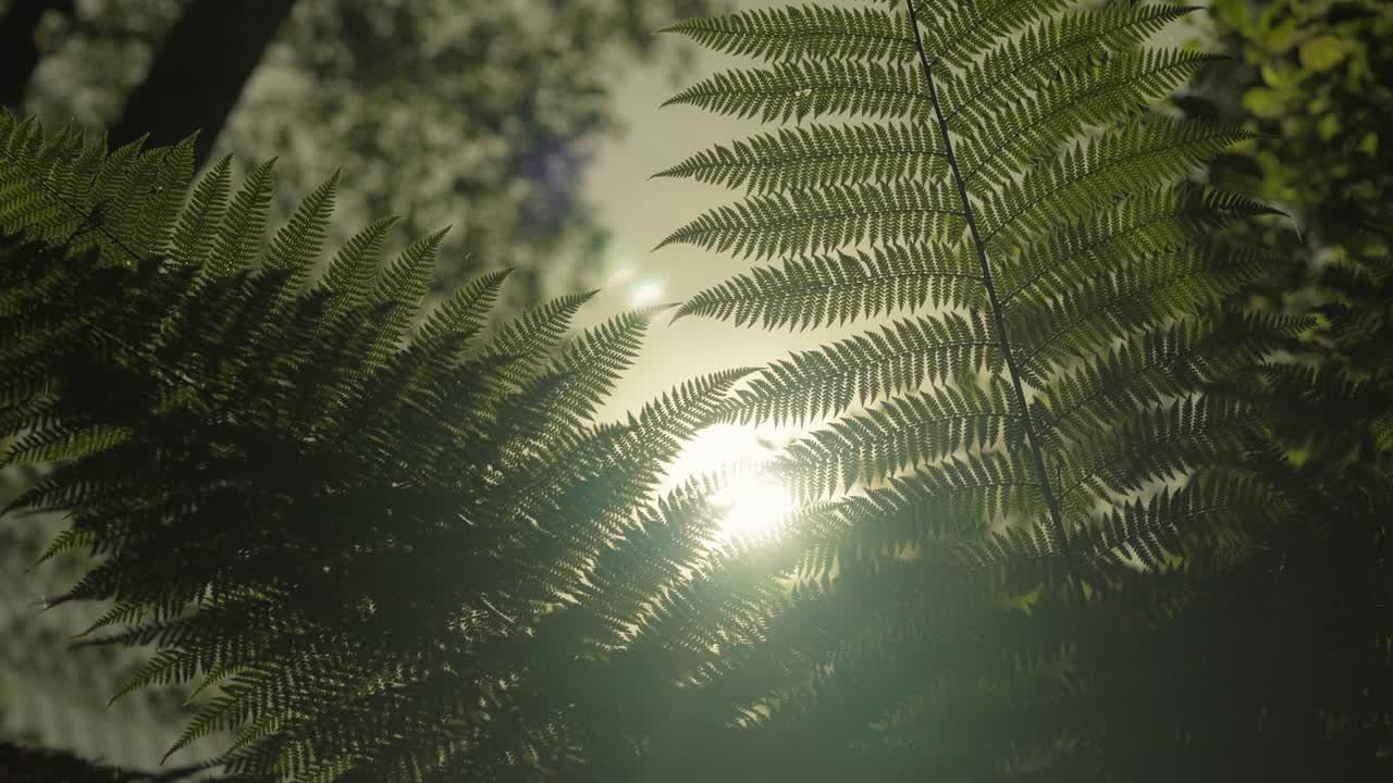 Sunlight passing through fern leaves, silhouette of fern plant by sunshine