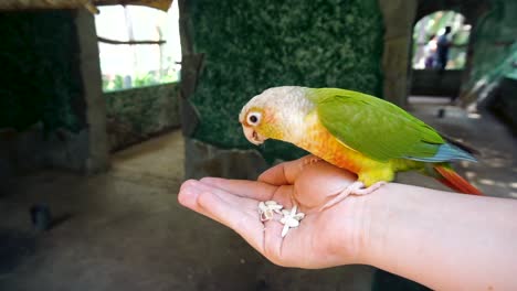 cinnamon green-cheeked conure perched on person's hand while eating seeds in wildlife park of spain