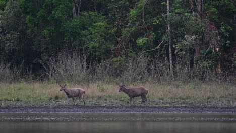 sambar deer, rusa unicolor, phu khiao wildlife sanctuary, thailand