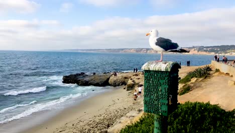 una gaviota disfruta del sol con vistas al océano