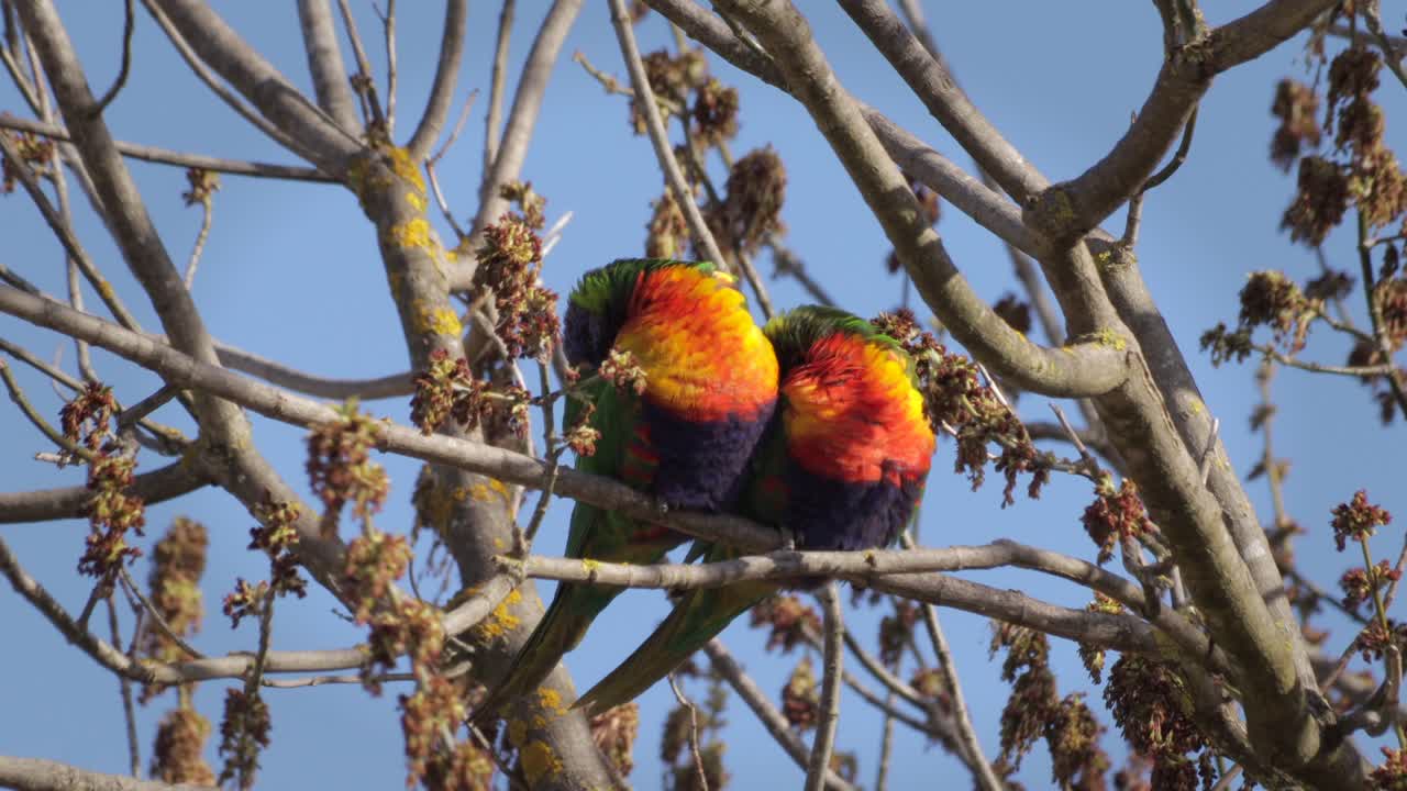 lorikeets arco iris durmiendo en la rama de un árbol sin hojas
