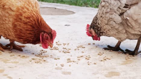 two healthy free range backyard chickens eating pellets