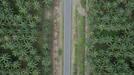 drone top view of street between the palmiers, cenital, costa rica