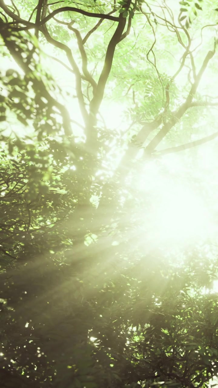 Sunlight shining through tree branches in a forest during daytime