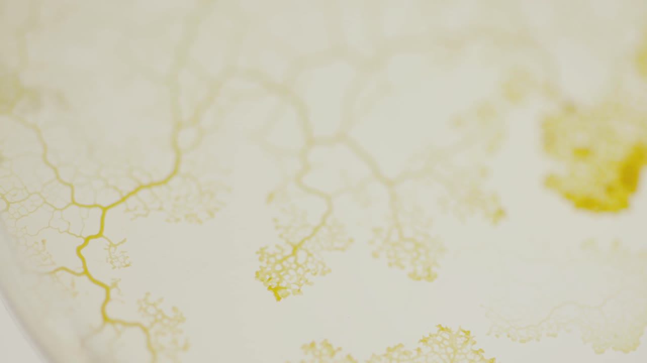 접시에 있는 점균류 위의 카메라 움직임