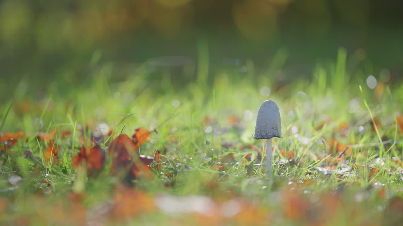 A single mushroom stands in a grassy patch, surrounded by autumn leaves and glistening morning dew.