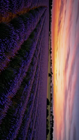 vibrant lavender field at sunset