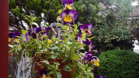 colourful yellow and purple pansy flowers hanging in english countryside garden basket with solar powered lantern feature