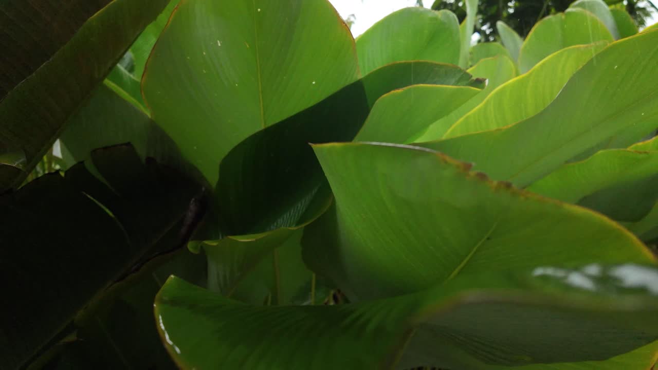 Plant with big leaves Canna discolor Bird Nest fern nature moving with wind