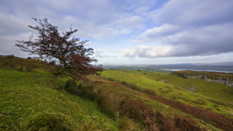 Panorama-motion-timelapse-of-rural-nature-farmland-with-tree-in-the-foreground-and-sheep-in-the-fields-and-lake-in-distance-during-cloudy-spring-day-viewed-from-Carrowkeel-in-county-Sligo-in-Ireland