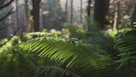 Cacerola-Lenta-A-Los-Helechos-En-Bosque-Frondoso