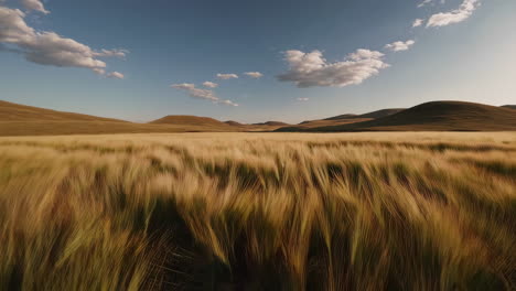 wheat field and mountains at sunset
