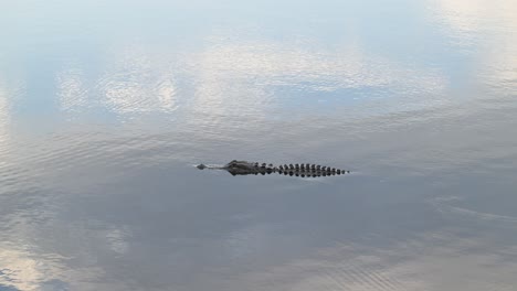 Las-Aves-Y-Los-Ciervos-No-Son-Los-únicos-Animales-Vistos-En-El-Parque-Estatal-Myakka,-Florida,-Un-Caimán-Nadando-En-Aguas-Oscuras.