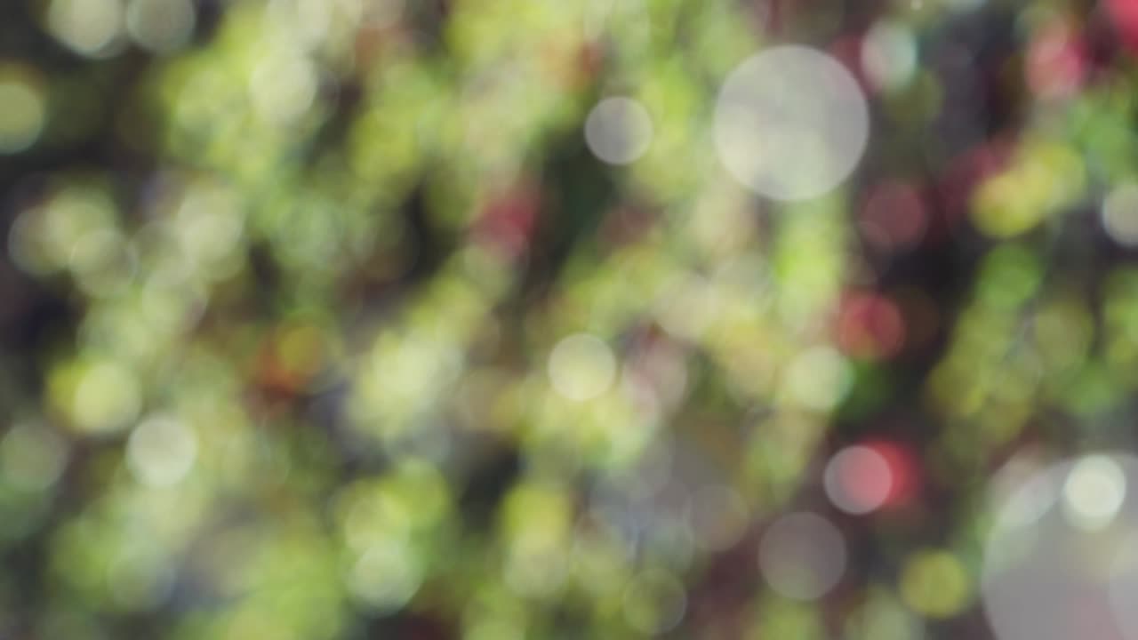 보케와 함께 추상적인 스프링 배경