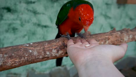 Person-Füttert-Einen-Männlichen-Australischen-Königspapagei,-Der-Auf-Einem-Holzrindenholz-In-Einem-Kleinen-Dorf-In-Spanien-Thront