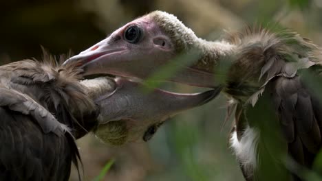 close up of two hooded vultures grooming each other