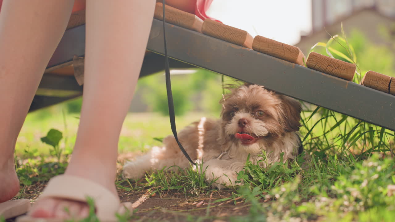 Dog Peeking From Bench Surprise, Energetic Pup Showing Curiosity Beneath Park Bench During Afternoon, Joyful Small Dog Revealing Playful Expression While Hidden Underneath Park Bench In Sunlight