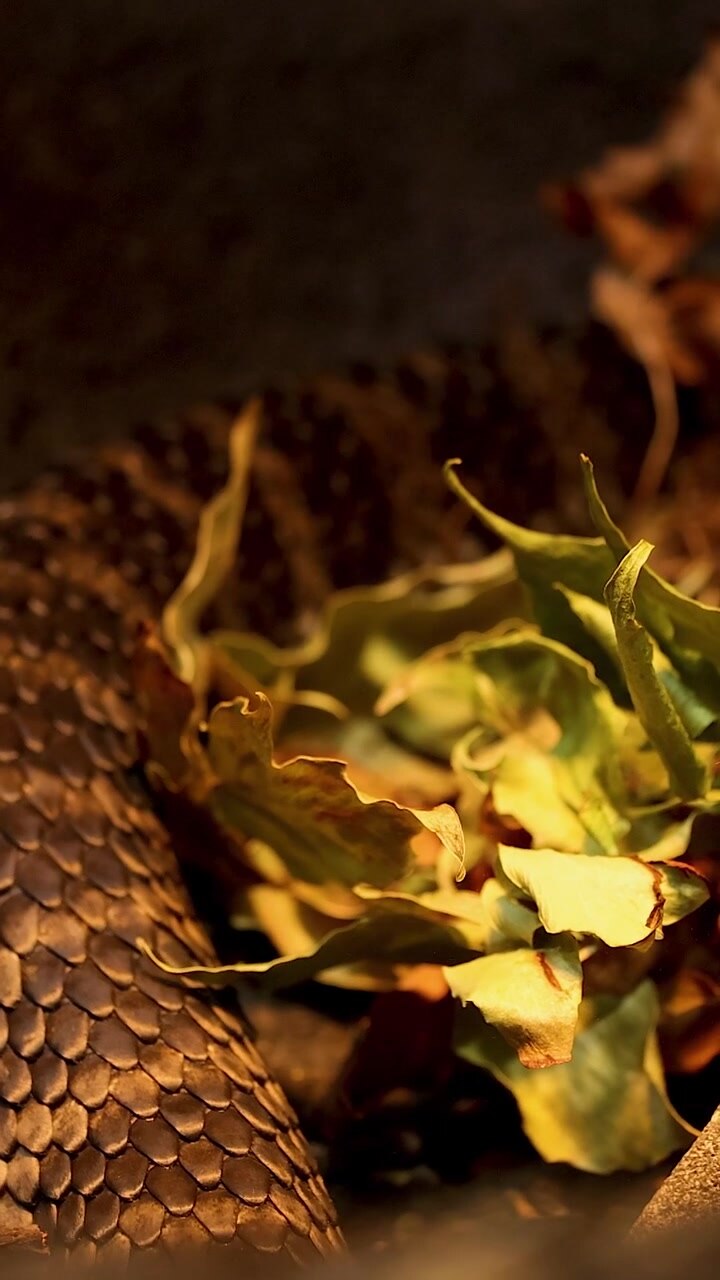 Detailed vertical shot of a dark snake's textured scales moving through dried foliage and leaves.