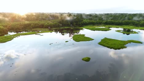 panoramic view of flooded swamp in tropical rainforest with lots of crocodiles
