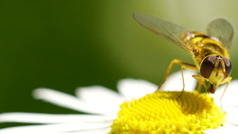 Syrphus-Ribesii-Schwebfliege-Sammelt-Pollen,-Kriecht-Auf-Gänseblümchenblüten-Und-Sauberem-Rüssel-–-Makro-Nahaufnahme