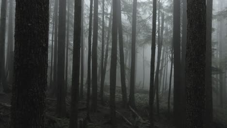 weaving between trees of a fog shrouded creepy evergreen forest, aerial fpv