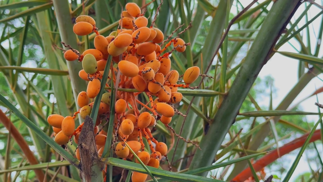 Detailed closeup of a ripening fruit cluster on a wild date palm, showcasing vibrant orange dates growing naturally among palm fronds in daylight.
