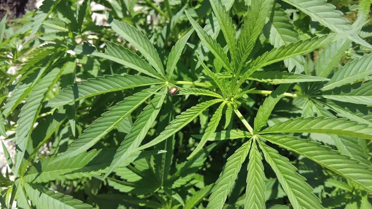 plantas de marihuana pantalla completa con movimiento