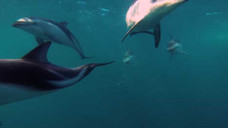 group-of-dusky-dolphins-swimming-right-to-the-camera,-underwater-frontal-shot,-slowmotion