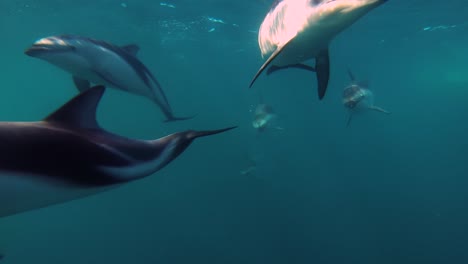grupo de delfines oscuros nadando directamente a la cámara, tiro frontal bajo el agua, cámara lenta