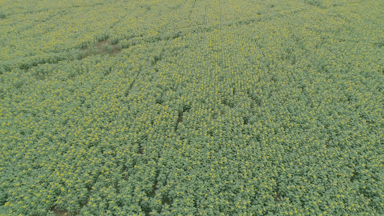 Piantagione di girasoli: ripresa aerea di un vasto campo