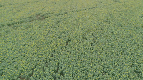 Sonnenblumenplantage-Luftaufnahme-Riesiges-Feld