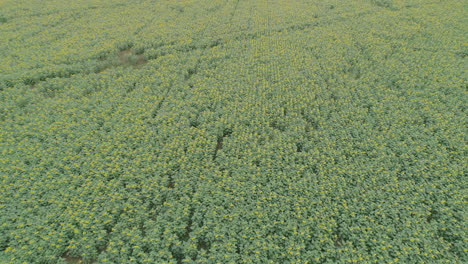 sunflower crop plantation aerial shot huge field
