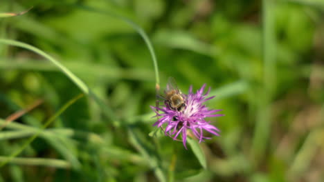 Biene-Sitzt-Im-Sommer-Auf-Einer-Lila-Blüte-Und-Frisst-Nektar,-Bis-Sie-Schließlich-Aus-Dem-Bild-Zur-Nächsten-Blüte-Fliegt