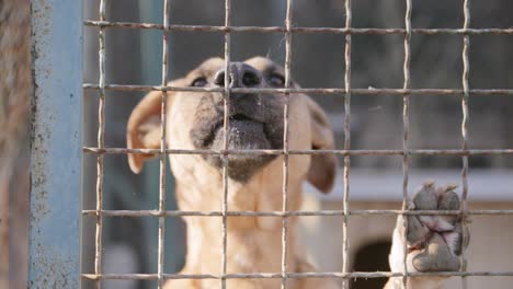 Zeitlupenaufnahmen-Eines-Hundes-Hinter-Einem-Zaun,-Der-In-Die-Kamera-Schaut-Und-Bellt